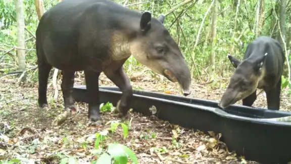 En la zona de la Región Forestal de la Biosfera de Calakmul hay tres clases, el tapir centroamericano, pecarís labios blancos y temazate gris En la zona de la Región Forestal de la Biosfera de Calakmul hay tres clases, el tapir centroamericano, pecarís labios blancos y temazate gris