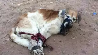 Desmienten supuesto caso de maltrato animal en Tekax