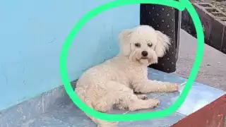 Delincuentes en Escárcega ahora roban mascotas: desaparece perrito en el centro   