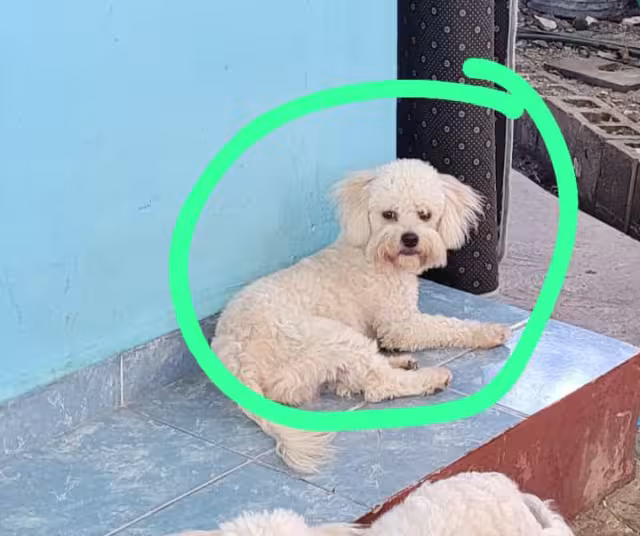 Alarma por robo de perro French blanco en Campeche; piden ayuda con cámaras
