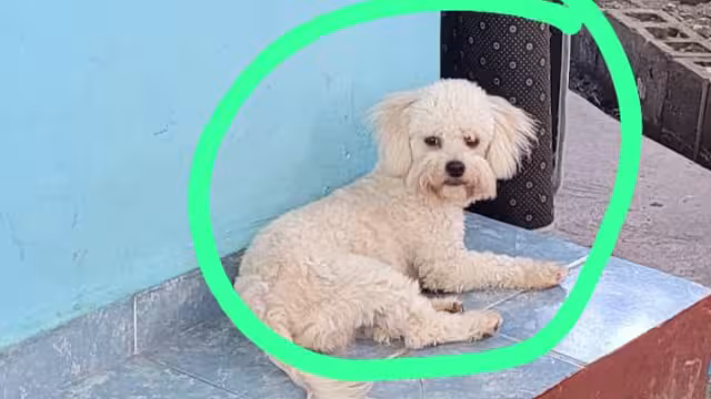 Alarma por robo de perro French blanco en Campeche; piden ayuda con cámaras