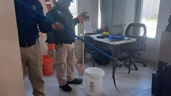 Coralillo mete pavor a trabajadores de Flamboyanes en Progreso Coralillo mete pavor a trabajadores de Flamboyanes en Progreso