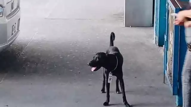 Firulais acompaña a los pasageros hasta su autobús. Foto: Facebook