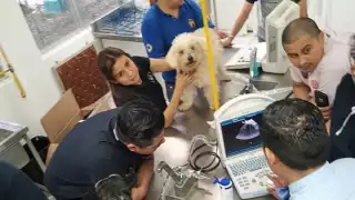  Veterinarios de Campeche preparan protesta;  marcharán para exigir la dignificación de su profesión   