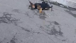 Fueron 20 perros que fallecieron en la madrugada