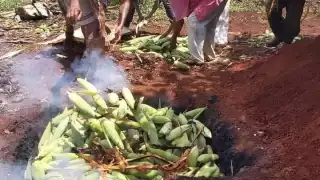 Día Nacional de Maíz Nativo: Fomentan consumo del grano mexicano en Tizimín