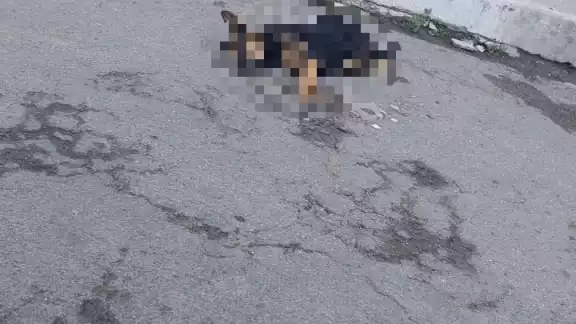 Fueron 20 perros que fallecieron en la madrugada Fueron 20 perros que fallecieron en la madrugada