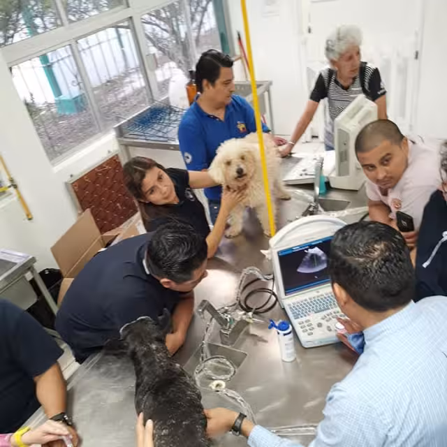 Sin médicos veterinarios las enfermedades zoonóticas aumentarían exponencialmente y podría haber epidemias que amenacen a la población