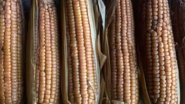 Este producto ha mantenido a Estrella por 50 años