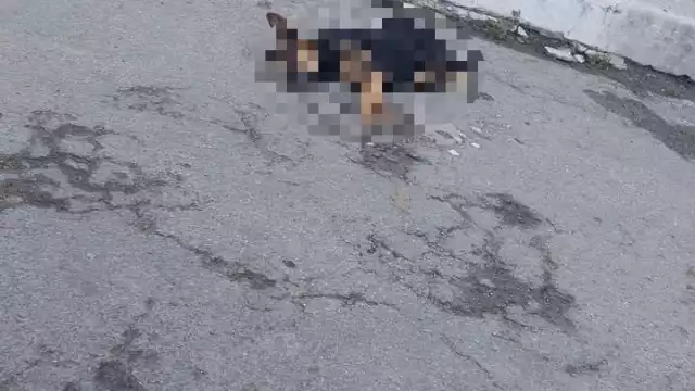 Fueron 20 perros que fallecieron en la madrugada