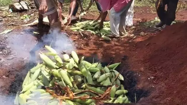 El cultivo de la mazorca oriunda de la región inicia este miércoles en Tizimín