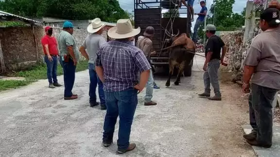 Hombres utilizaron sogas para subir de nuevo al enorme toro al camión
