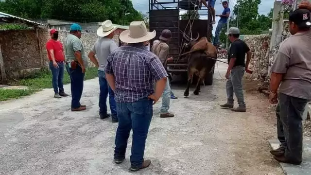 Hombres utilizaron sogas para subir de nuevo al enorme toro al camión