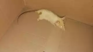 Encuentran a zarigüeya albina en Buctzotz: Fotos