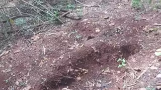 Hallan en José María Morelos restos humanos en una fosa