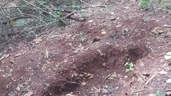 Presuntamente, los cuerpos de las víctimas primero fueron incinerados y luego enterrados en una área de selva