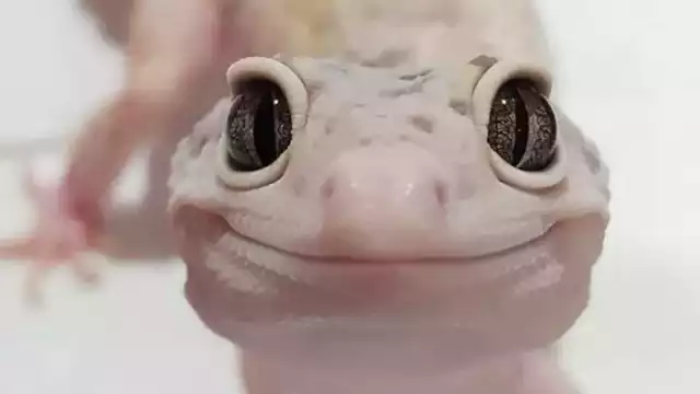 Las lagartijas cuijas tienen una gran capacidad para trepar paredes, el adhesivo de los dedos de la cuija la faculta para soportar miles de veces su propio peso