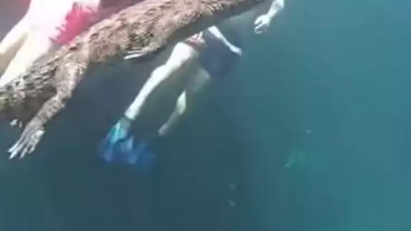 El video ha sido calificado como escalofriante por ver al reptil andar cerca de turistas El video ha sido calificado como escalofriante por ver al reptil andar cerca de turistas