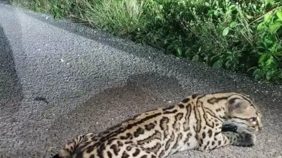 Automovilistas reportaron al felino tirado sobre el pavimento; fue estabilizado y llevado a un refugio para que se recupere Automovilistas reportaron al felino tirado sobre el pavimento; fue estabilizado y llevado a un refugio para que se recupere