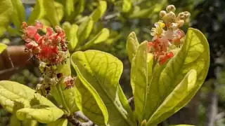 Se dice que este fruto contiene vitamina C, te protege de las infecciones en los huesos