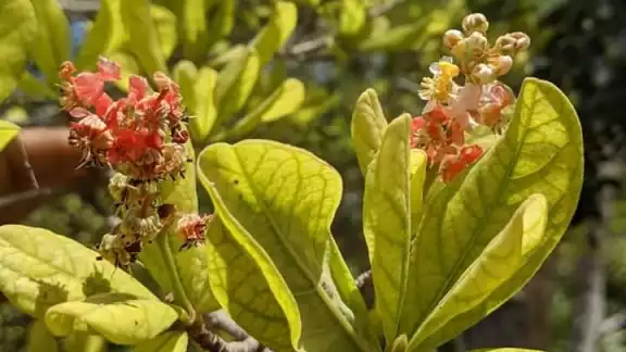 Se dice que este fruto contiene vitamina C, te protege de las infecciones en los huesos