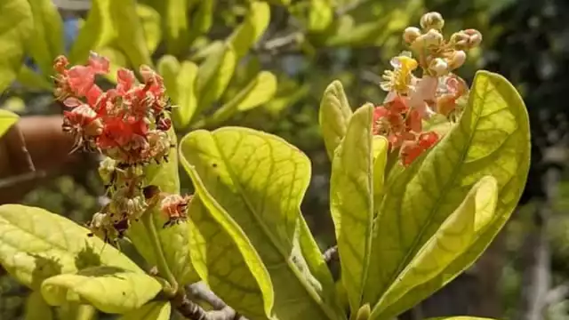 Se dice que este fruto contiene vitamina C, te protege de las infecciones en los huesos