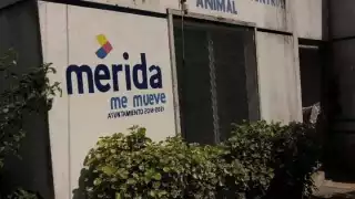 Foto: Red Animal Yucatán