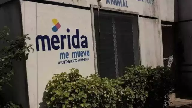 Foto: Red Animal Yucatán