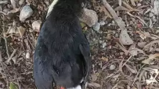 Se detectaron varias especies de aves muertas, entre ellos algunos tucanes, especie protegida por la norma ambiental