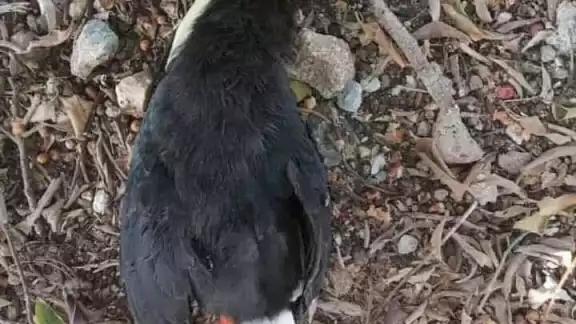 Se detectaron varias especies de aves muertas, entre ellos algunos tucanes, especie protegida por la norma ambiental Se detectaron varias especies de aves muertas, entre ellos algunos tucanes, especie protegida por la norma ambiental