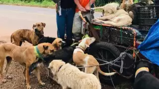 El Salvaperros fue visto en los últimos días pasando por Playa del Carmen y Puerto Morelos