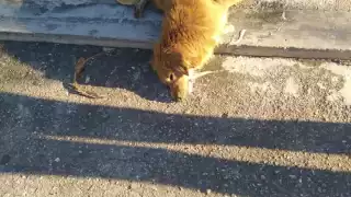 Reportan envenenamiento de perros en la colonia Santa Rosa en Mérida