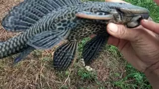 'Pez diablo', la plaga más peligrosa del mundo, invade el río Candelaria en Campeche