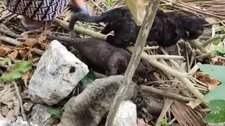 Los habitantes temen que sus hijos estén en peligro de intoxicarse al estar en contacto con los animales