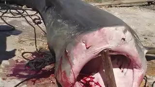 Desde que el tiburón se puso en veda perdió valor comercial