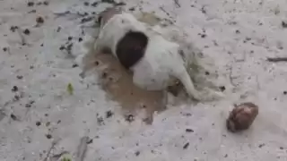 De acuerdo con la comisaria municipal, en la última investigación encontraron un recipiente de comida con veneno como carnada.