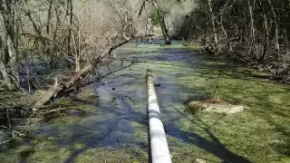 La contaminación afectaría a los cenotes, donde hay especies únicas como los peces ciegos