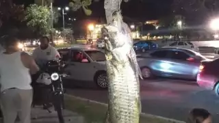 La captura dividió opiniones entre quienes defendieron la pesca y quienes la condenaron