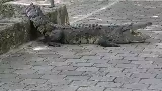 El andador en el que se encontraba 'Chencho' el cocodrilo, fue cerrado temporalmente hasta que retornó al estanque