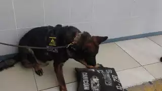 Binomio canino de la Secretaría de Seguridad Pública Municipal