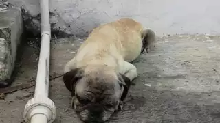 Perrito enfermo es rescatado por el Cuerpo de Bomberos en Chetumal