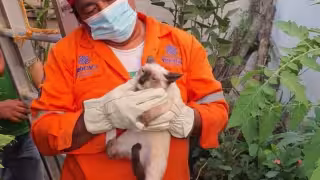 Protección Civil rescata a un gato atorado en un árbol en Conkal