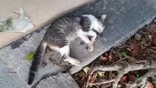 En Mérida se recogen cuatro animales muertos por hora, señalan