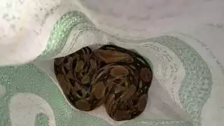 Enorme culebra es rescatada de un predio en Telchac