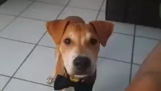 Usuaria de Facebook solicita apoyo para buscar a su mascota perdida en Cancún