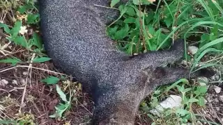 FOTO: Alejandro Collí