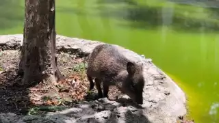 “Cochi” es una de tantas víctimas de la imprudencia de algunos conductores irresponsables