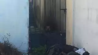 La perrita llora todas las noches, reportaron