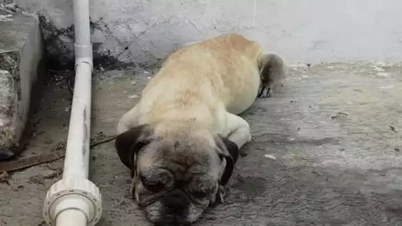 El cachorro es de la raza Pug El cachorro es de la raza Pug