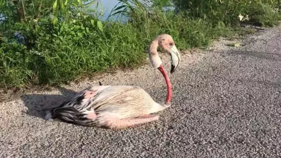 Cerca del puerto de El Cuyo, estas aves sufren accidentes fatales a consecuencias de esta falta de señalamientos Cerca del puerto de El Cuyo, estas aves sufren accidentes fatales a consecuencias de esta falta de señalamientos